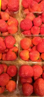 aardbeien 